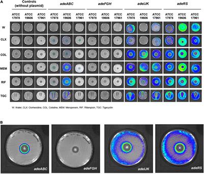 Subinhibitory Concentrations of Clinically-Relevant Antimicrobials Affect Resistance-Nodulation-Division Family Promoter Activity in Acinetobacter baumannii